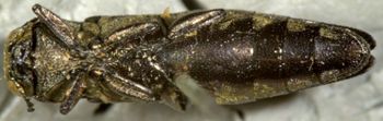 Media type: image;   Entomology 25970 Aspect: habitus ventral view